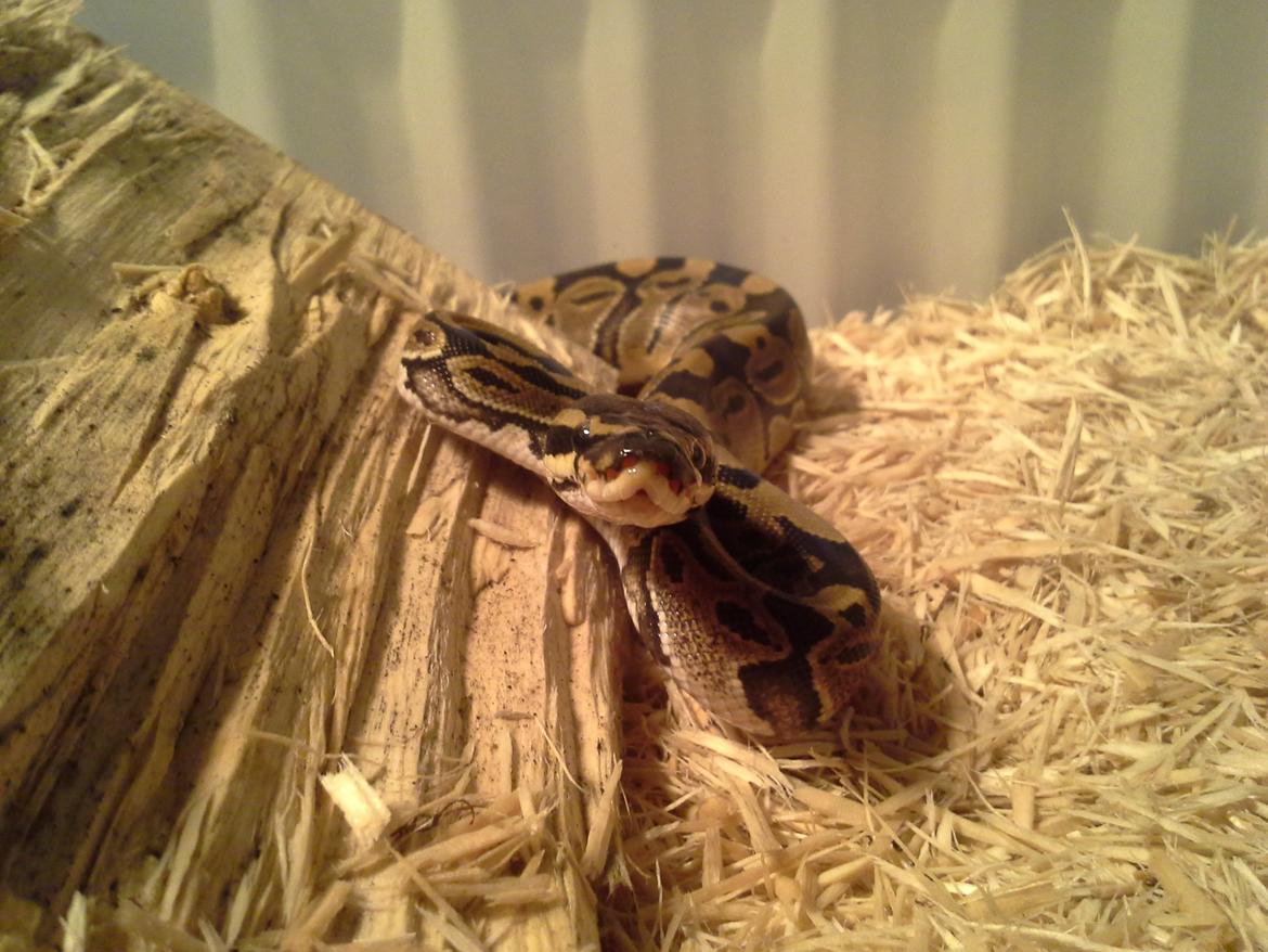 KongePython  billede 5