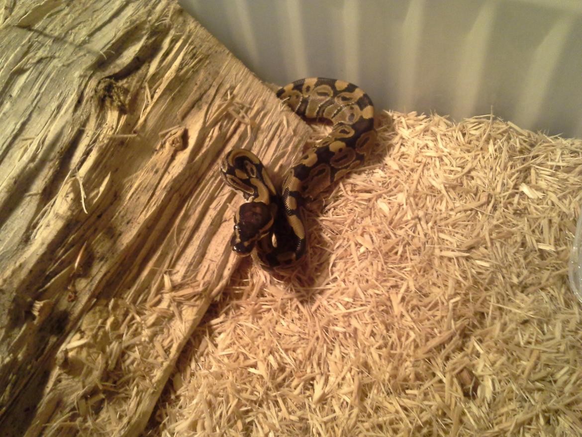 KongePython  billede 4