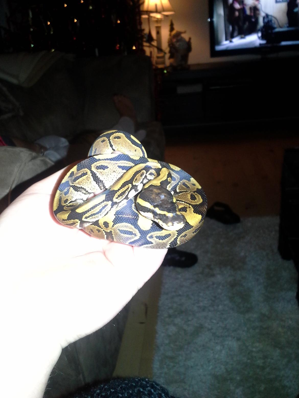 KongePython  billede 3