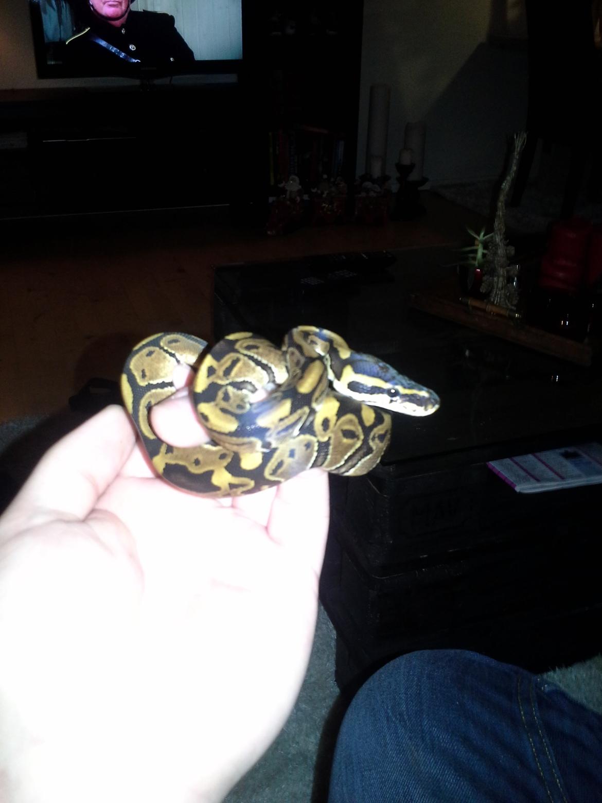 KongePython  billede 2