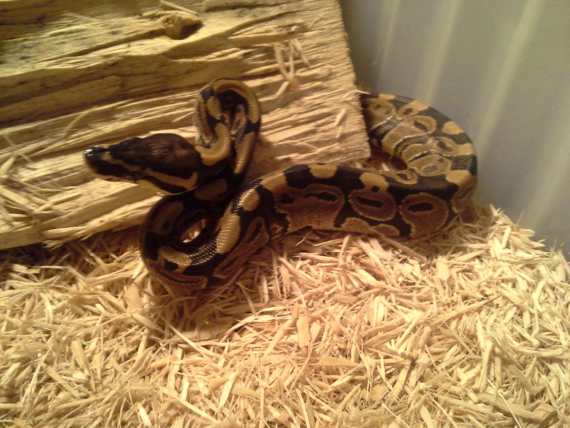 KongePython  billede 1