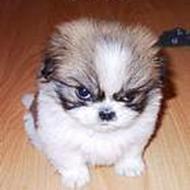 Persson | Team Hiper Racing |