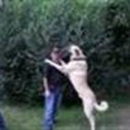 fatih--R.I.P. PIMP c