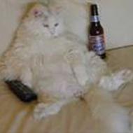 johnni Team selling !