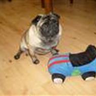 puch yamaha og pgo manden for ever   :) G