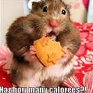 'FREDERICIA' møller