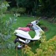 (T$-Racing)-shorty n