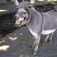 - > Søren "The Donkeys" < -