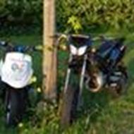 team vej træ Guli j