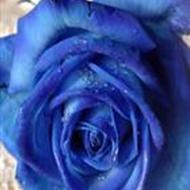 Blue Rose .