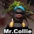 MrCollie
