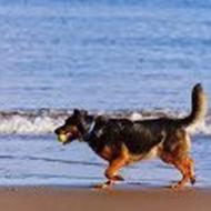 Morten Westergaard J