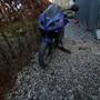 Mikkel TT