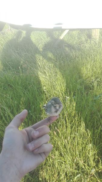 Valg af 70cc cylle til hot ?