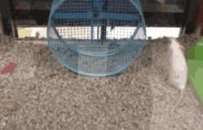 Hurtigeste / kraftigeste Piaggio Ape cylinder