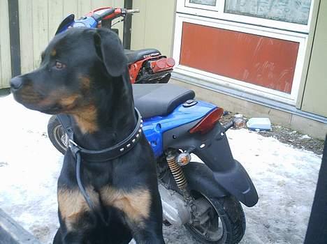 CPI popcorn (solgt) - bliver jo nødt til at passe på dem få ellers sælger han dem jo bare :) billede 6