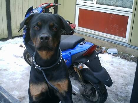 CPI popcorn (solgt) - bliver jo nødt til at passe på dem få ellers sælger han dem jo bare :) billede 7