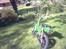 Suzuki  FZ50 SOLGT!!!!