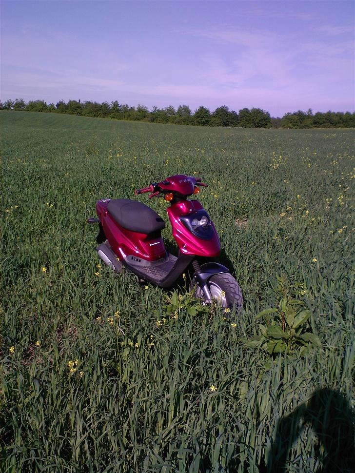 PGO hot 50 (NU TIL SALG) - NYT! billede 5