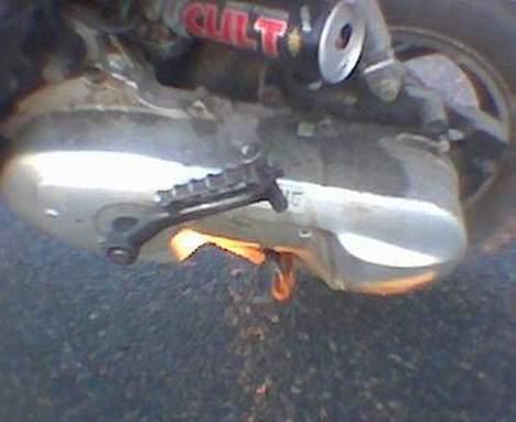 Siamoto Birdie *Solgt* billede 6