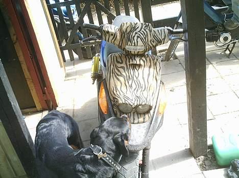 Yamaha bws ng (solgt) - ja hunden kan ik lige forstå det pæls :) billede 1