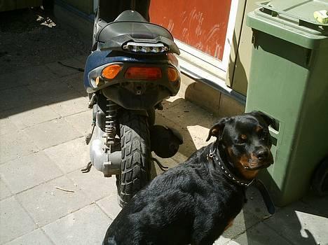 Piaggio nrg mc3 (solgt) - efter billede 5