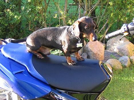 Peugeot speedfight 2 SOLGT - Her er så min lille søde hund HEHE billede 4