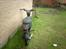 Honda wallaroo 