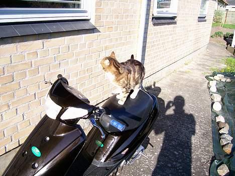 Yamaha                     FS AC billede 14