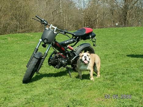 Sachs madass  billede 1