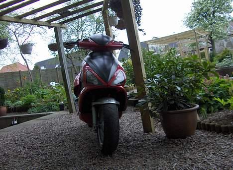 Benelli 491 Solgt billede 5