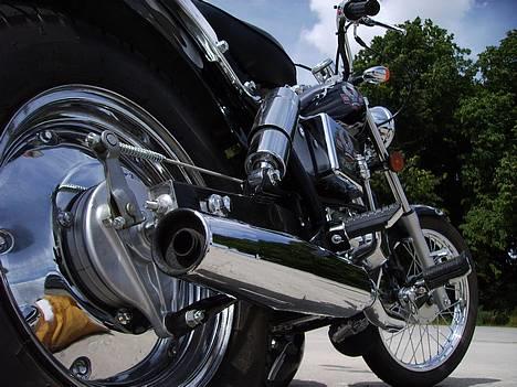 Regal Raptor Solgt - Fandme et fedt billede !? billede 2