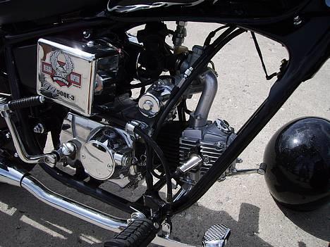 Regal Raptor Solgt billede 5