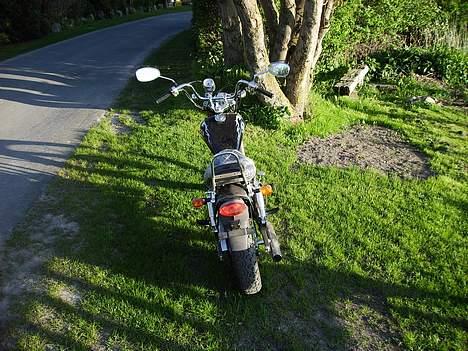 Regal Raptor Solgt billede 10