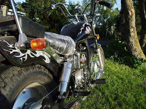 Regal Raptor Solgt billede 11