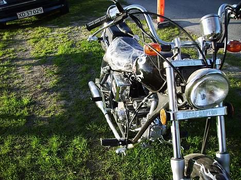 Regal Raptor Solgt billede 12