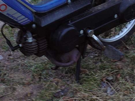 Honda Camino billede 6