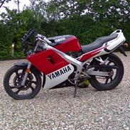 Yamaha TZR 50 (SOLGT)