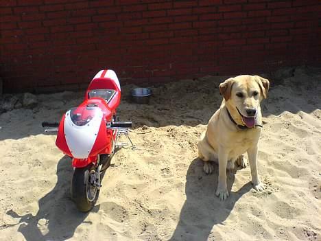 MiniBike Daytona G2 $$ Solgt $$ - Her er den.., Sammen med min Hund.. ( Så kan i se hvor Lille den er )..  billede 4