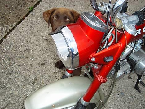 Honda Dax ST50. nye Pics;) billede 6