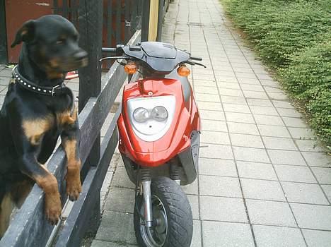 PGO hot 50 (solgt) billede 1