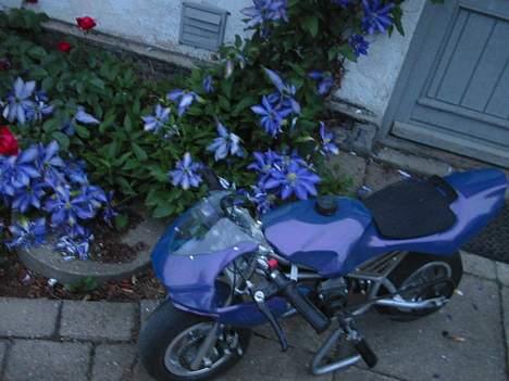 MiniBike Pocketbike billede 10