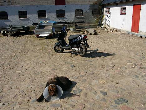 PGO hot 50 Solgt! - min flotte hund der nu dog desvære har forladt mig :( den  var sku sød  billede 1