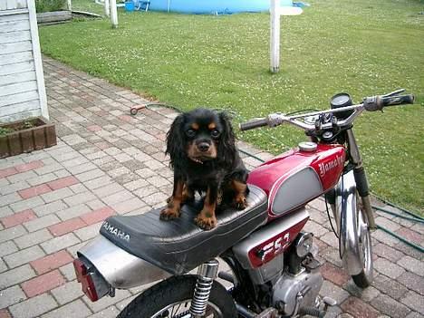 Yamaha FS1 4G <solgt> billede 8