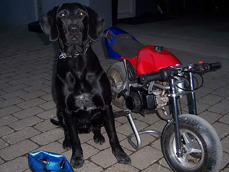 MiniBike        pocketbike (Solgt) - Vores vuf, Line ved siden af maskinen. billede 9