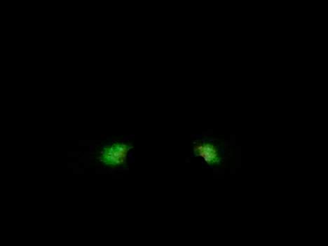 Peugeot      Trekker [AC] *SOLGT* billede 19