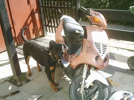 Piaggio nrg (solgt) billede 3