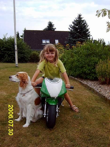 MiniBike Pocketbike billede 5