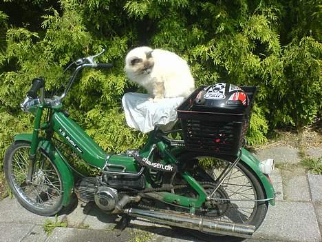 Puch Maxi - Hva laver katten ? :P billede 2