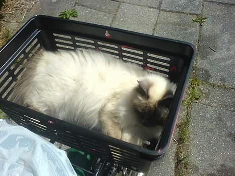 Puch Maxi - Ja, det var bedre... Det er nemlig din plads ;) billede 4